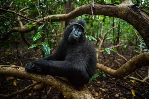 Black macaca sits on the tree in the jungle of Indonesia Stock-Fotos
