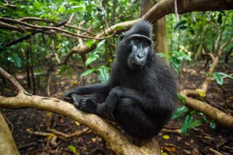 Black macaca on the tree in the jungle Stock Photos