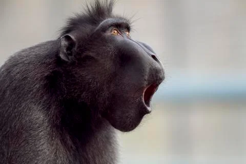 Black macaque Stock Photos