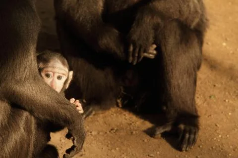 Black macaque Stock Photos