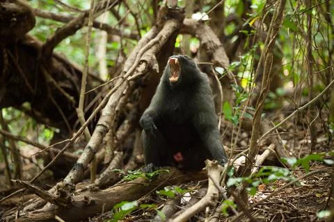 A black macaque sighs while sitting on the branch in the jungle Stock Photos