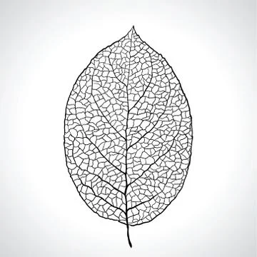 Black macro leaf natural isolated. Vector illustration Stock Illustration