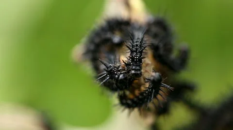 Black Maggots Video stock 41278963