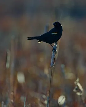 Black magic 스톡 사진