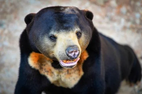 Black malayan sun bear standing in the national park Stock Photos