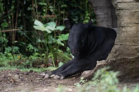 Black Malayan Tapir Resting Under Tree Shade in Park Stock Photos