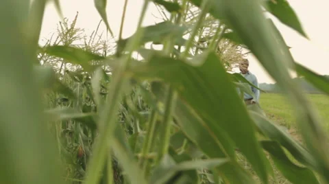 Black male farmer checking condition of corn crop Stockbeeldmateriaal 36192853