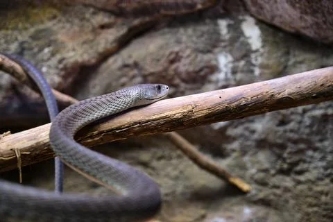 A Black mamba, Dendroaspis polylepis, captive, poisonous snake Stock Photos