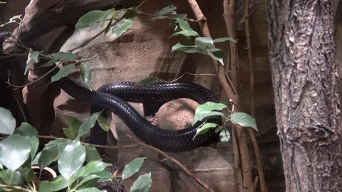 Black Mamba (Dendroaspis polylepis) is extremely venomous snake 库存影片 107375198