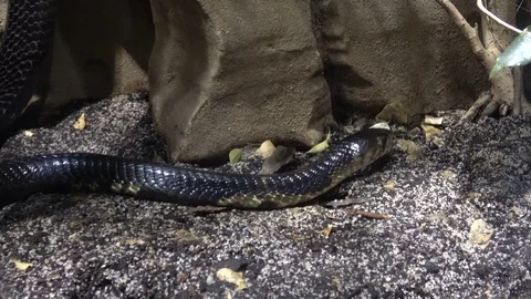 Black Mamba (Dendroaspis polylepis) is extremely venomous snake 库存影片 107375253