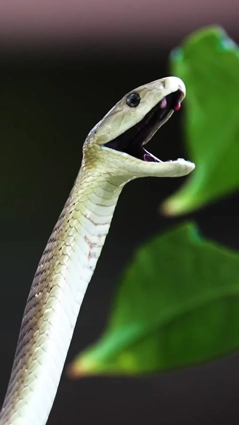 Black mamba in the forest Stock Footage 326636095