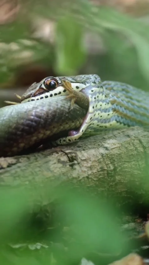 Black mamba in the forest Stock Footage 326636331