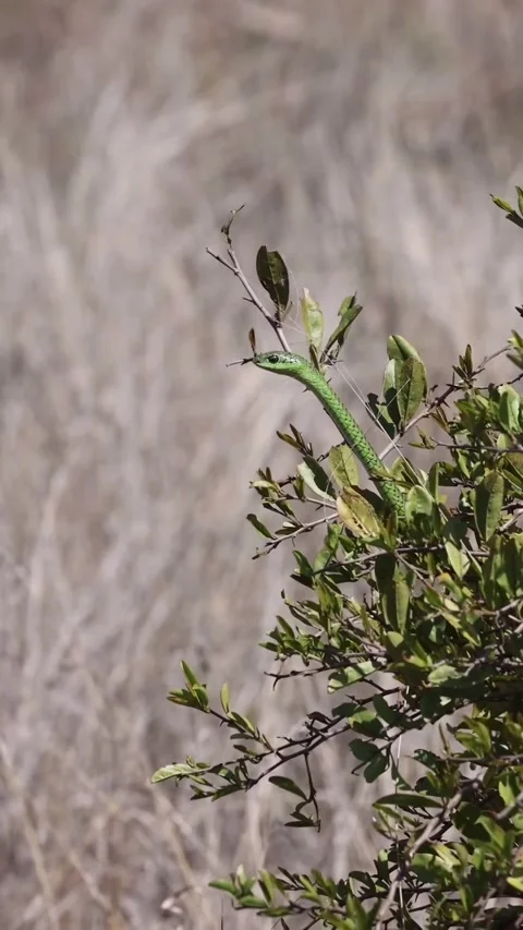 Black mamba in the forest Video stock 326636332