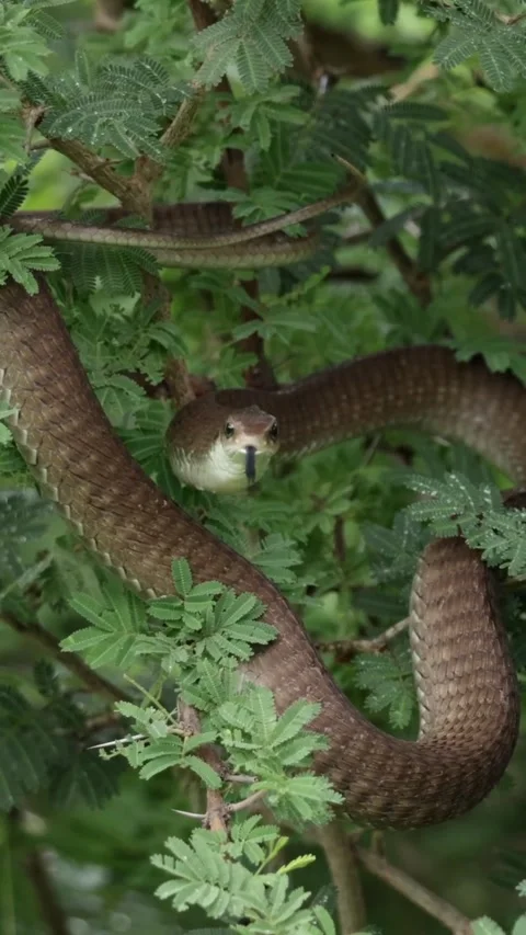 Black mamba in the forest Stock Footage 326636570