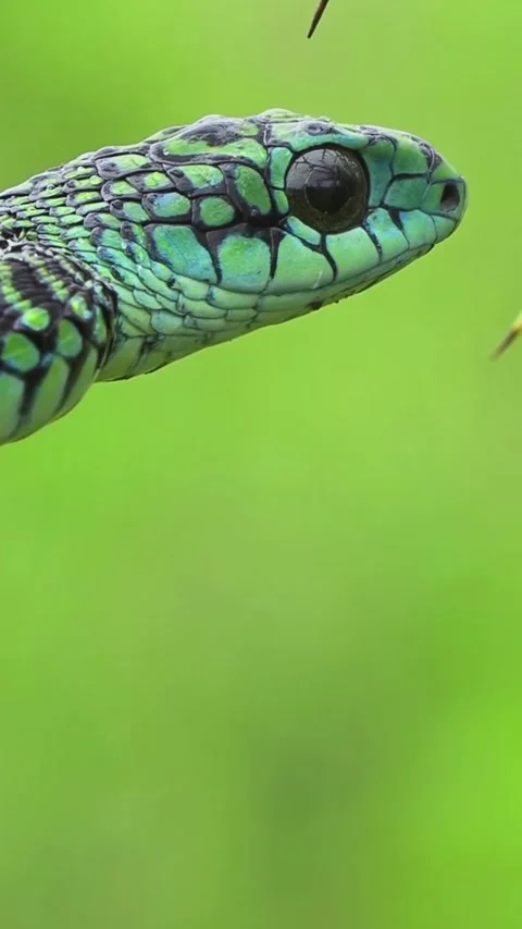Black mamba in the forest Stock Footage 326636955
