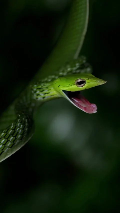 Black mamba in the forest Stock Footage 326636968