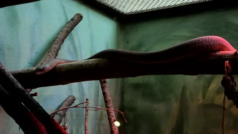 Black Mamba Inside an Enclosure _clip-4258 Stock Footage 291529539