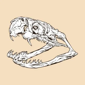 Black mamba skull head vector illustration Stock Illustration
