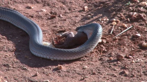 Black mamba snake catches a blind mole r... | Stock Video | Pond5