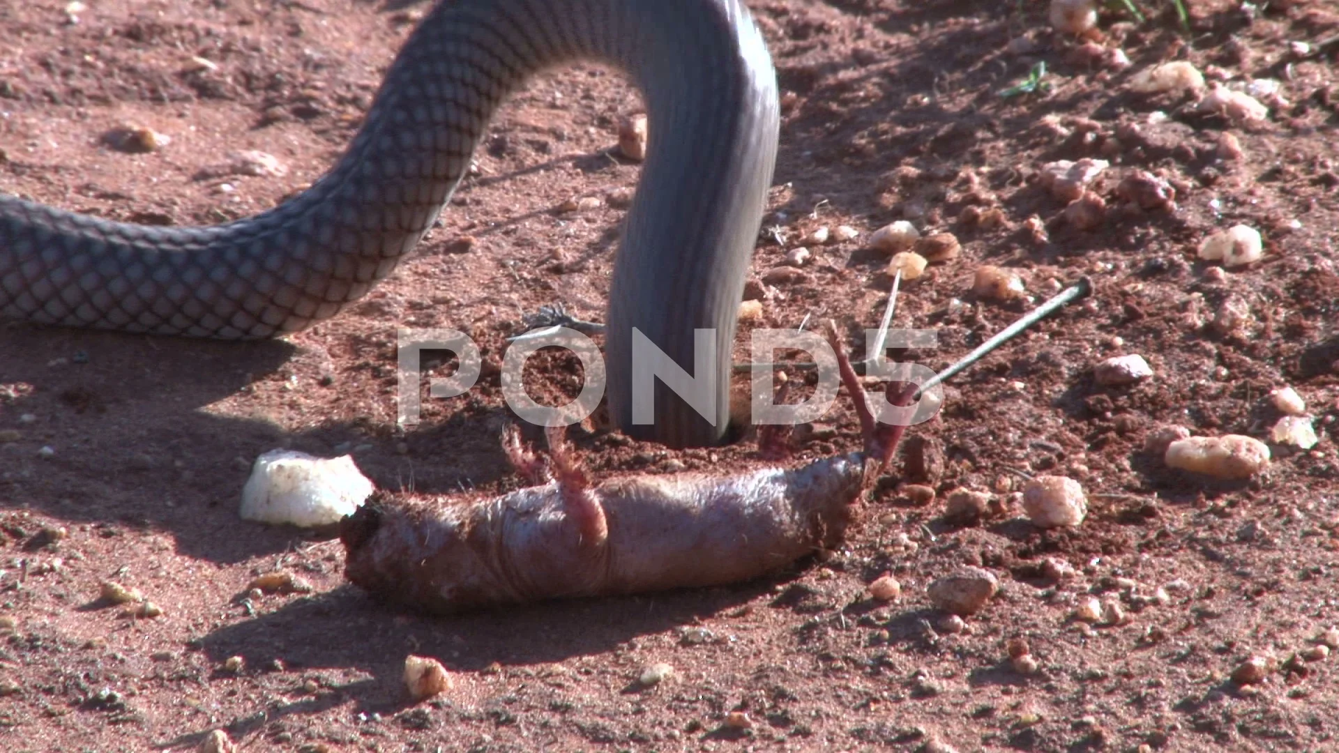 A black mamba snake enters into a hole a... | Stock Video | Pond5