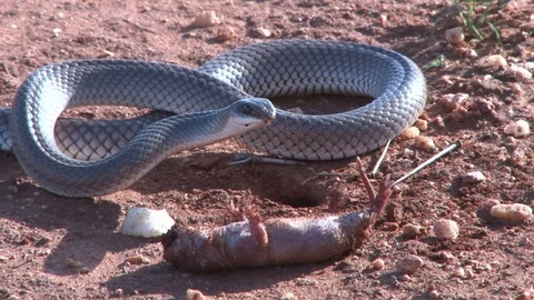A black mamba snake makes an 8 shape waiting to start eating a rat Stock Footage 120723930