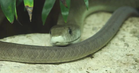 Black Mamba Snake Sitting On a Rock | Stock Video | Pond5
