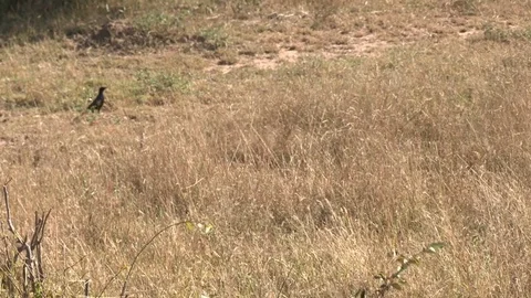 Black mamba snake (wild) - HD Video stock 84676607