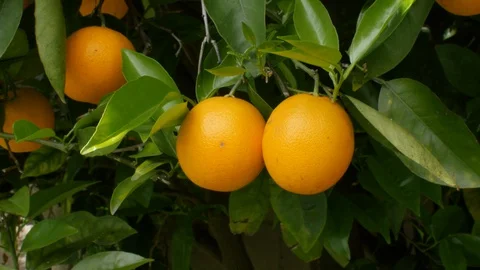 Black man grabbing oranges from a tree Stock Footage 128442951