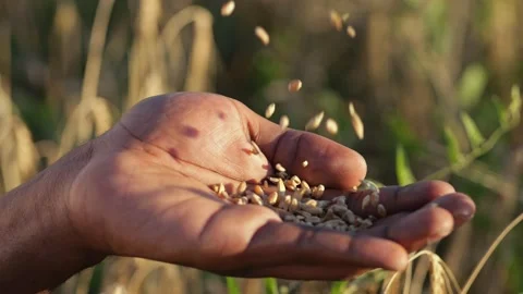 Black man hand gathers falling wheat grains against field Stock Footage 230100389