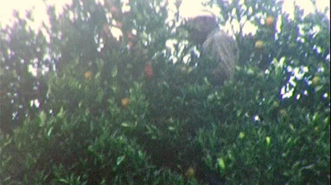 Black Man Picking Oranges African American 1950s Vintage Film Home Movie 314 Stock Footage