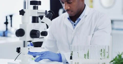 Black man, scientist and microscope for leaves at laboratory, medical resea.. Fotos de archivo
