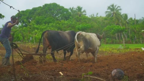 Black man is working on the field with the bulls Stock Footage 72019151