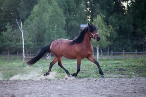 Black mane running in the levada in the summer Stock Photos