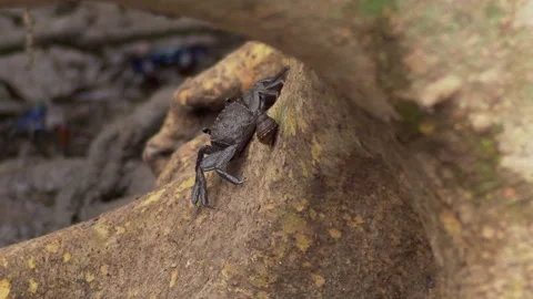 Black mangrove crab on tree root 動画素材 338213416