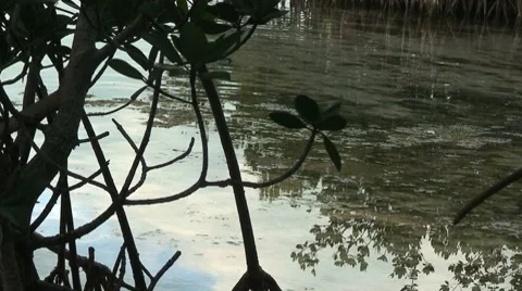 Black mangrove roots Stock Footage 8745952