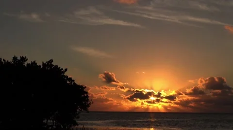 Black Mangrove at sunrise Stock Footage 45447454