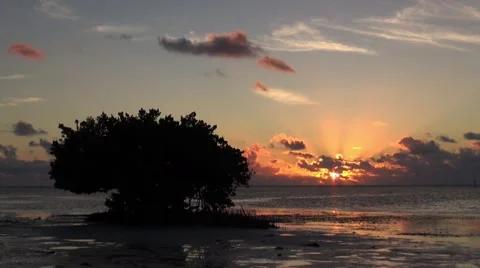 Black Mangrove at sunrise Stock Footage 45447615