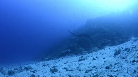 Black Manta Flyby Deep.mp4 Stock Footage 66693804