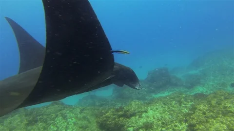 Black Manta Ray Close Up. Black Mantaray Feeding &amp; Swimming In Sunlit Blue Sea 스톡 동영상 116552500