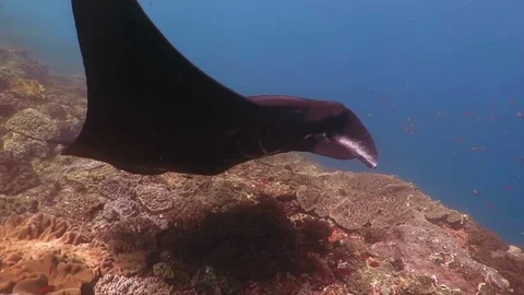 Black Manta Ray Stock Footage 74781497