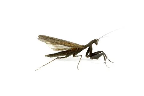 Black mantis on white background 库存照片
