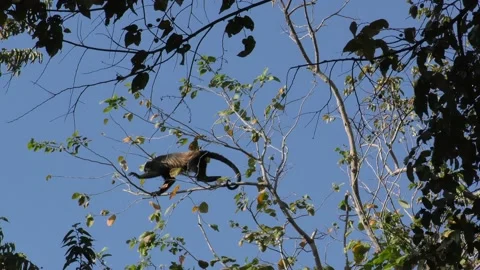 Black Mantled Howler Monkey Jumping Leaping Landing Jump Across Tree Canopy Stock Footage 134410365