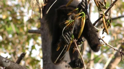 Black Mantled Howler Monkey Pair Monkeys Eating Foraging Flowers Blossums Vídeo Stock 134416758