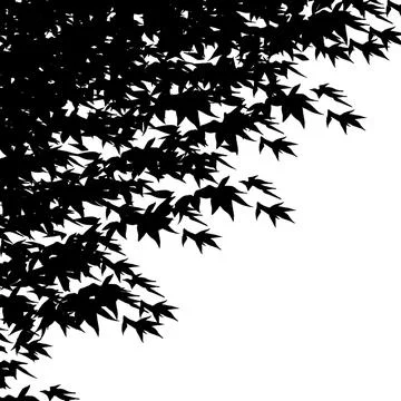 Black Maple Leaf Branch Border On White Background Stock Illustration