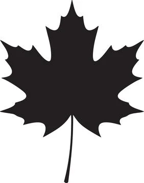 Black Maple Leaf Silhouette Illustration Stock Illustration