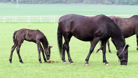Black Mare and Young Foal Grazing Together in Green Pasture Field Video stock 341824066