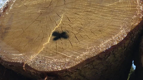 The black mark on the cut logs of the spruce tree in Estonia Stock Footage 256450182