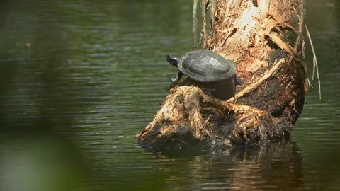 Black Marsh Turtle ,Happy to get up from the water to bathe in the sunlight . Stock Footage 161614000