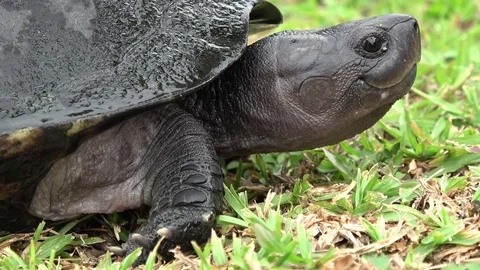 Black Marsh Turtle, Malaysia 스톡 동영상 113219411