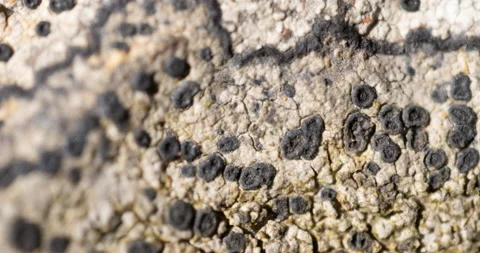 Black, microscopic lichen on surface of the stone Stock Footage 152487436